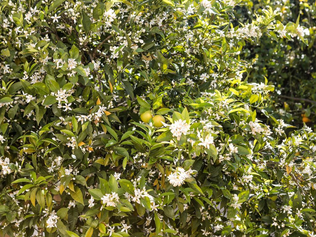 Apartamento La Collina Degli Ulivi Fasano Exterior foto